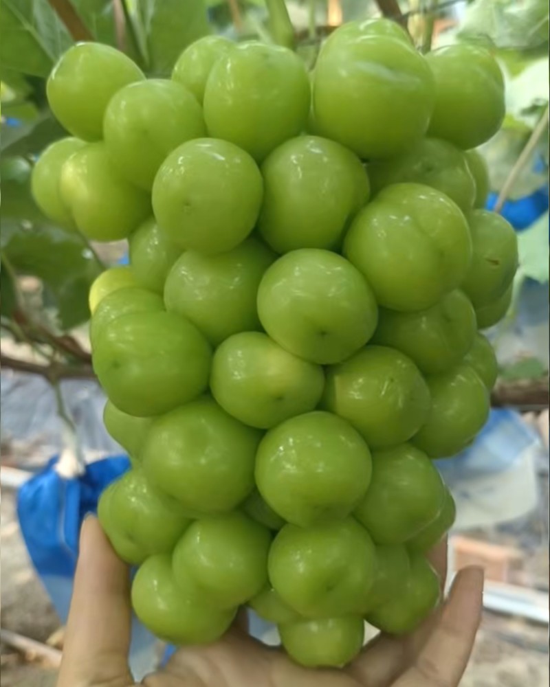 阳光玫瑰香脆甜