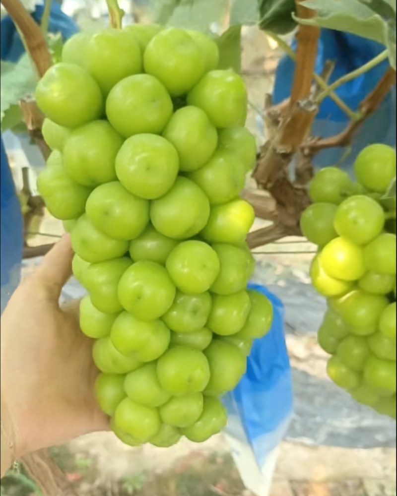 阳光玫瑰香脆甜
