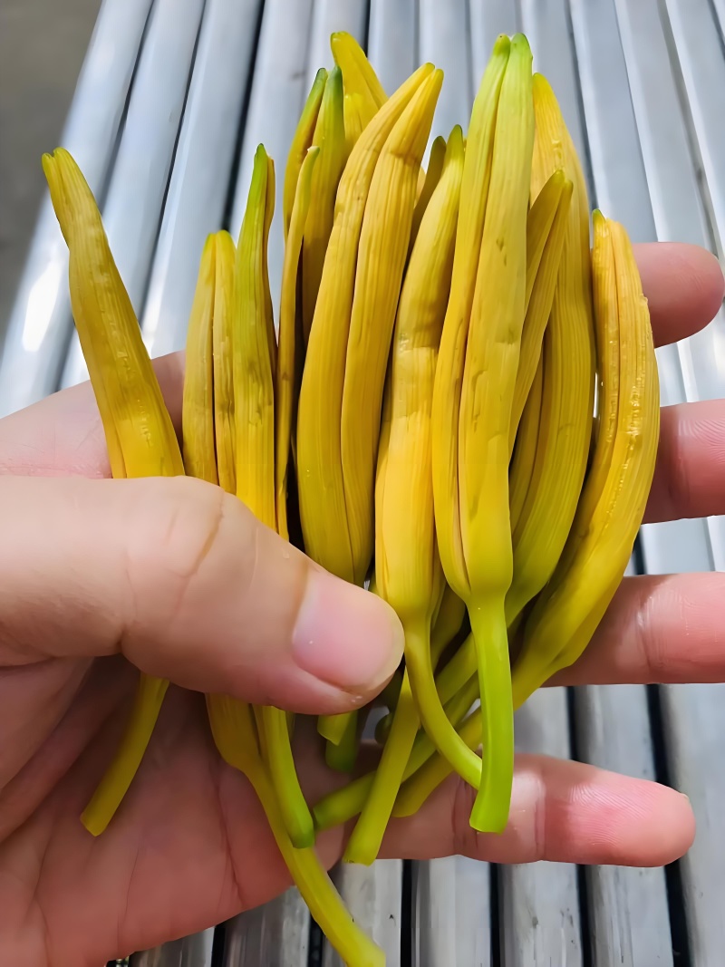 庆阳市镇原县开边镇黄花菜