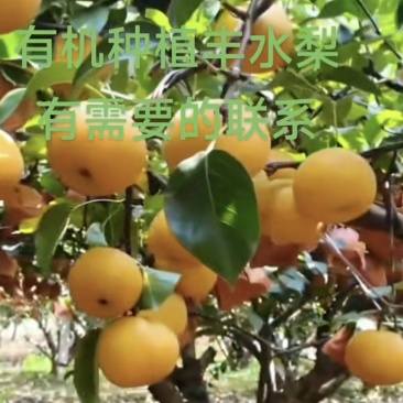 丰水梨