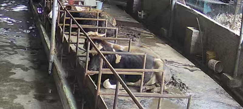 肥牛活体