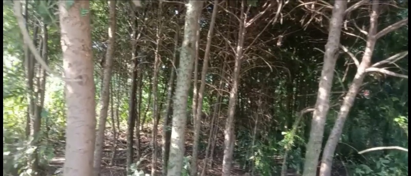 【红豆杉】树粗6厘米到17厘米的都有，高度3-4米