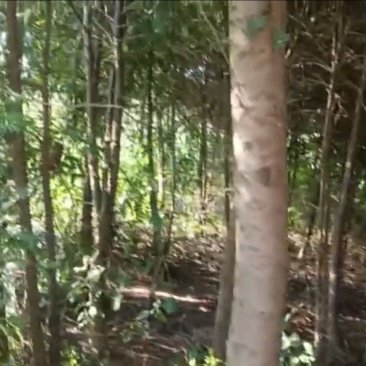 【红豆杉】树粗6厘米到17厘米的都有，高度3-4米