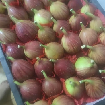 波姬红无花果