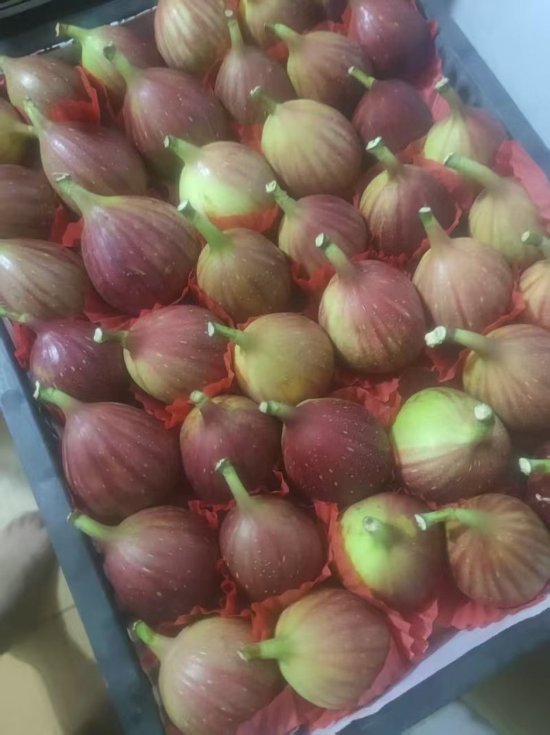 波姬红无花果