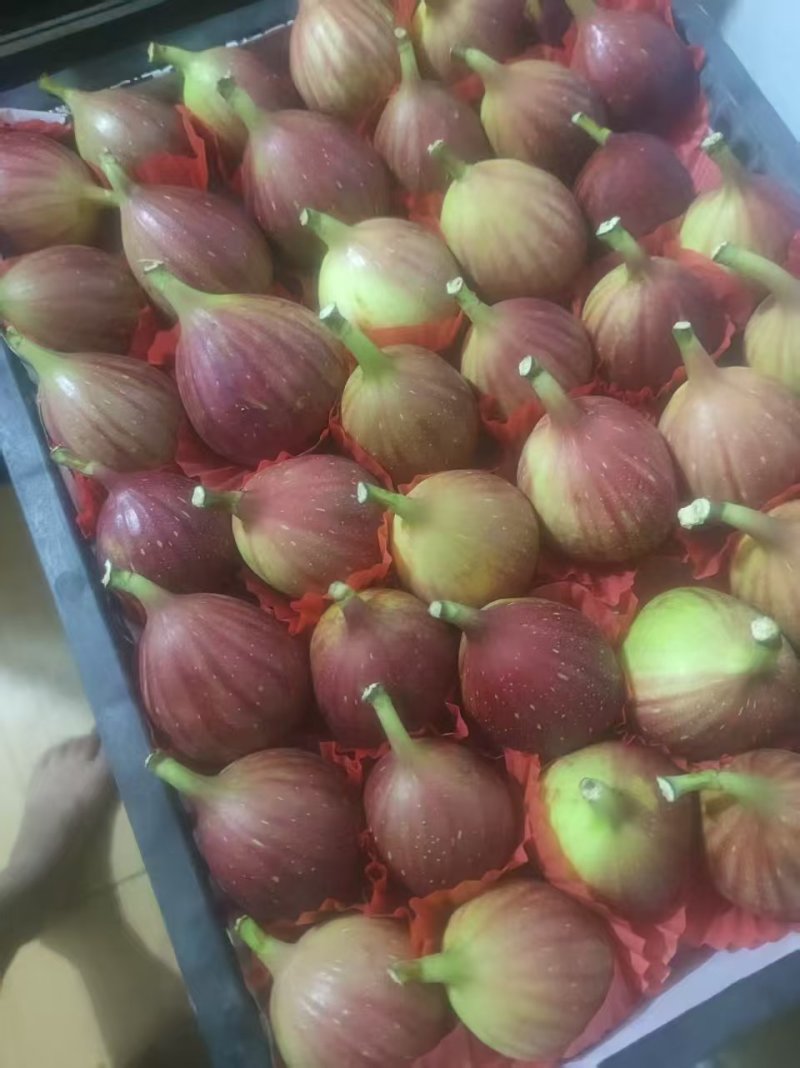 波姬红无花果