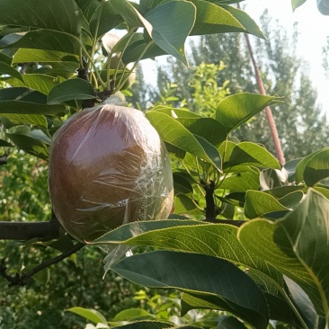 梨🍐