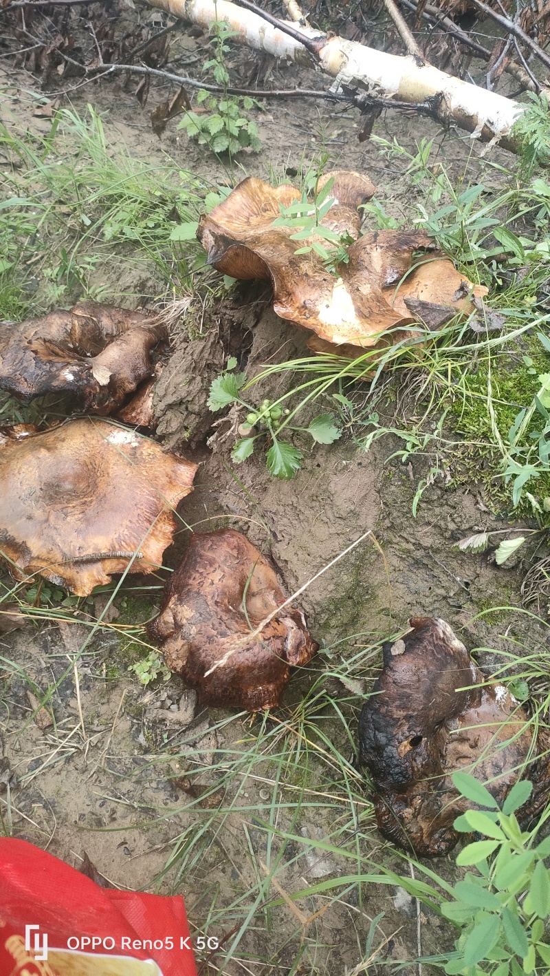 心菇