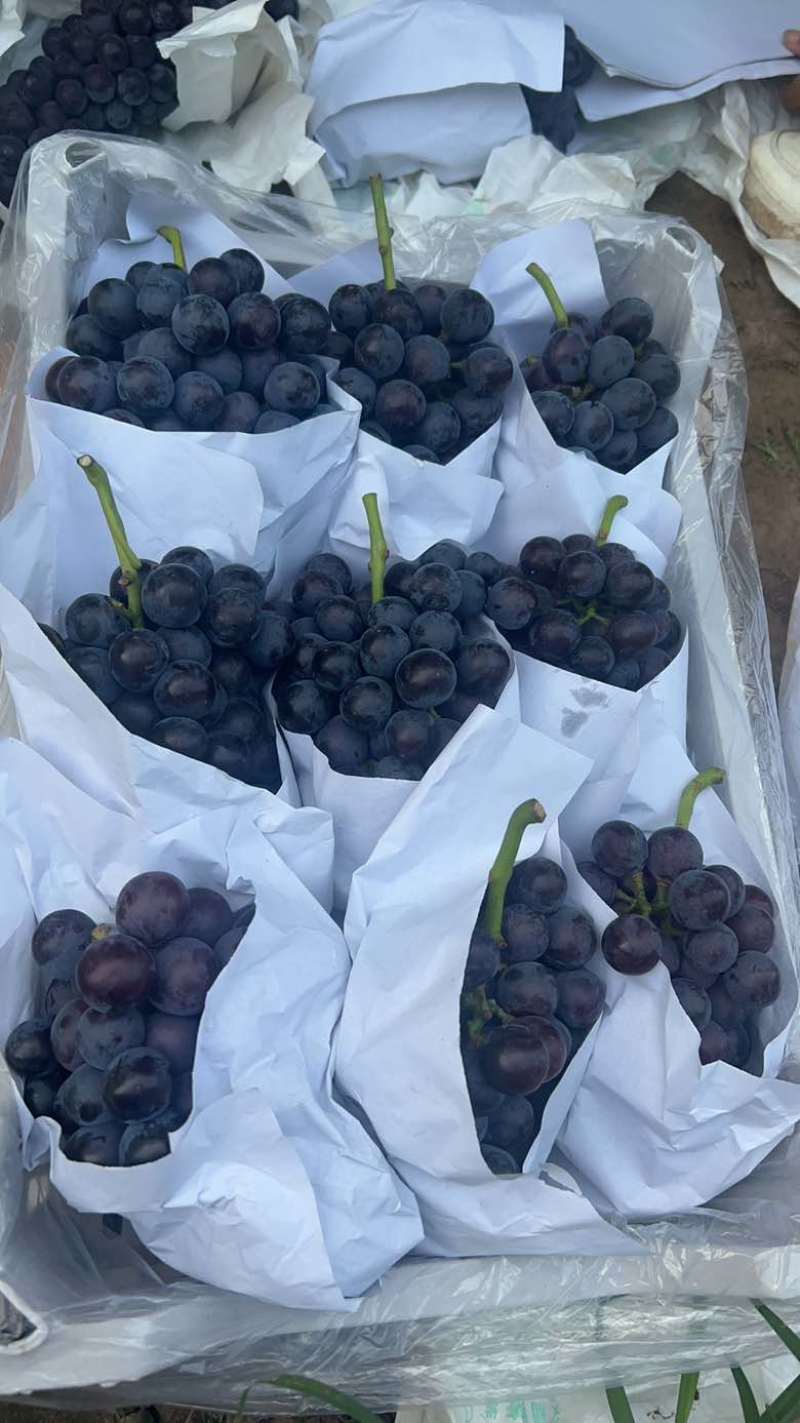 夏黑葡萄大量上市，要好货的来