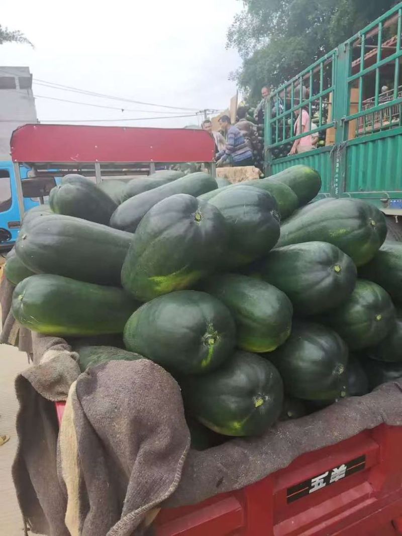 黑皮冬瓜，白皮冬瓜大量上市，需要的老板欢迎订购