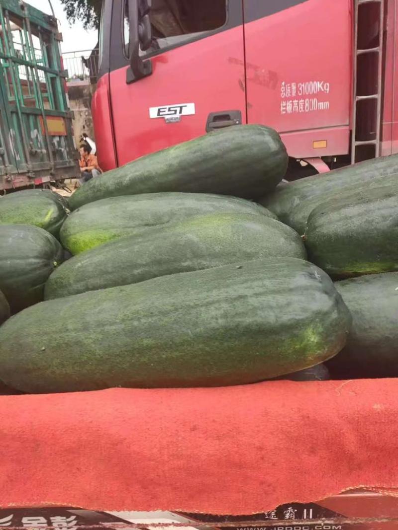 黑皮冬瓜，白皮冬瓜大量上市，需要的老板欢迎订购