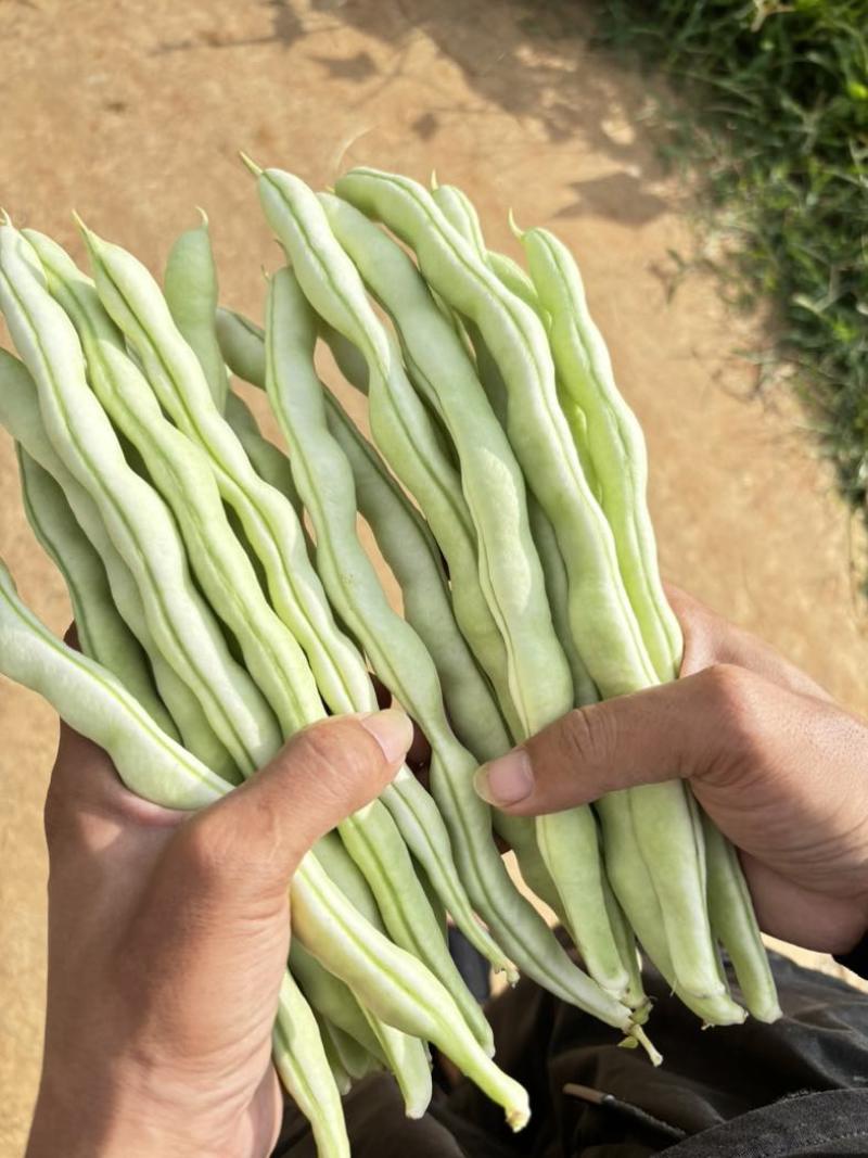 大白豆角