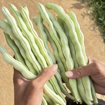 大白豆角