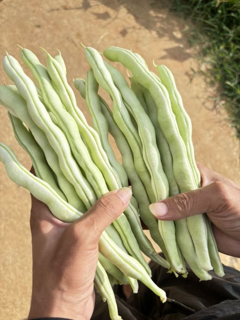 大白豆角