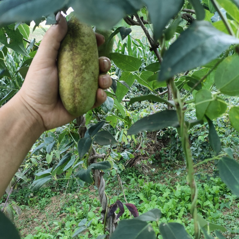 毕节八月瓜，香甜可口。