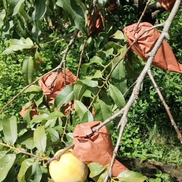 桂东高山黄桃