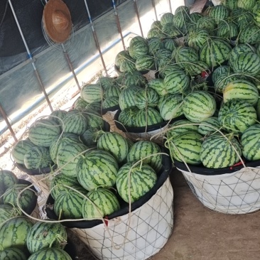 浙江麒麟美都种在江苏南通启东市