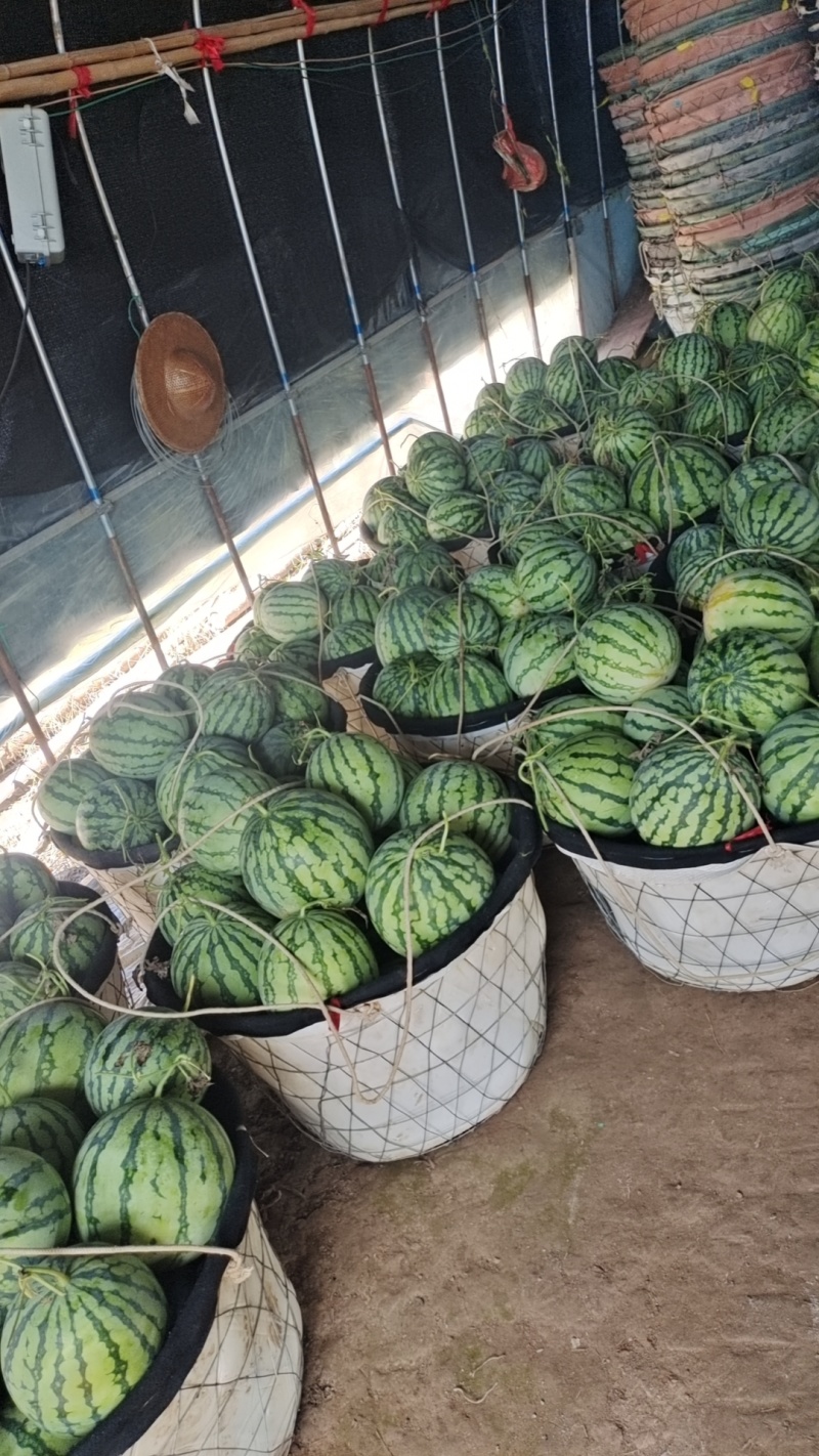 浙江麒麟美都种在江苏南通启东市