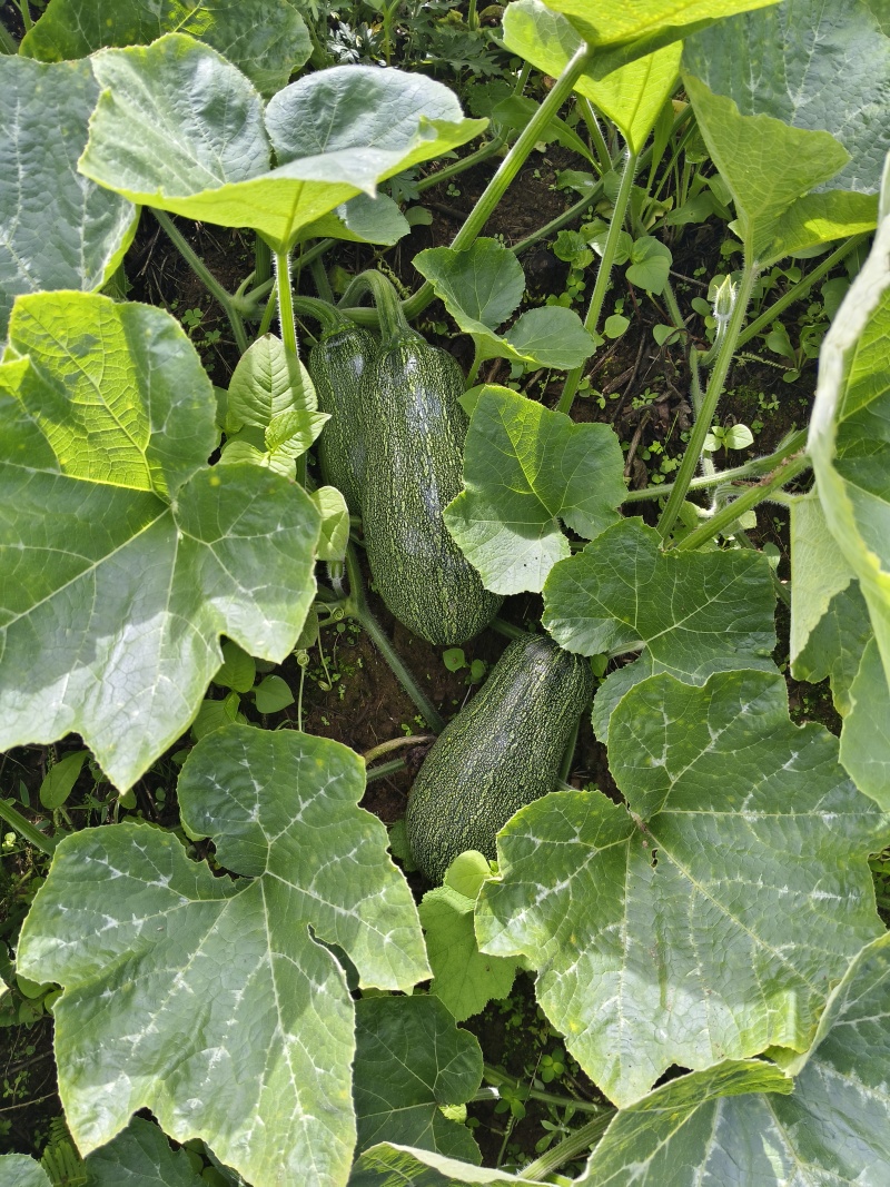 密本南瓜，现成照片没有，20多吨