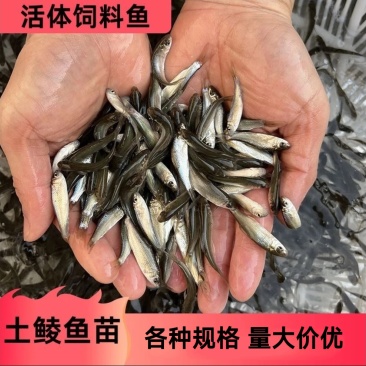 各规格鲮鱼