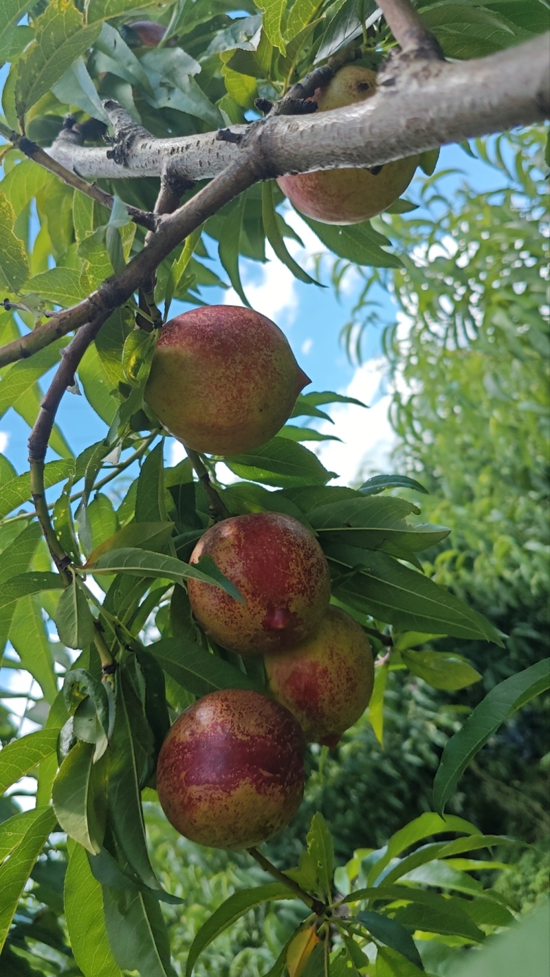 凉山黄心油桃