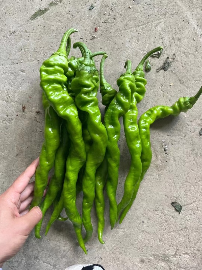 精品螺丝椒