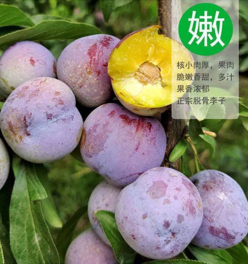 四川青红脆李，果大脱核，脆甜脆甜