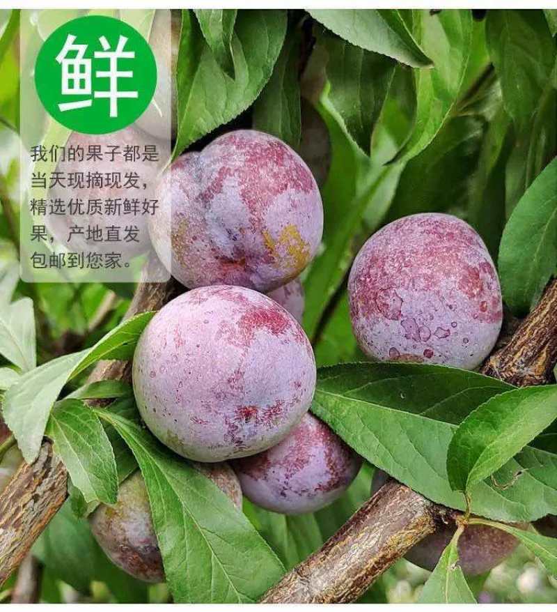 四川青红脆李，果大脱核，脆甜脆甜