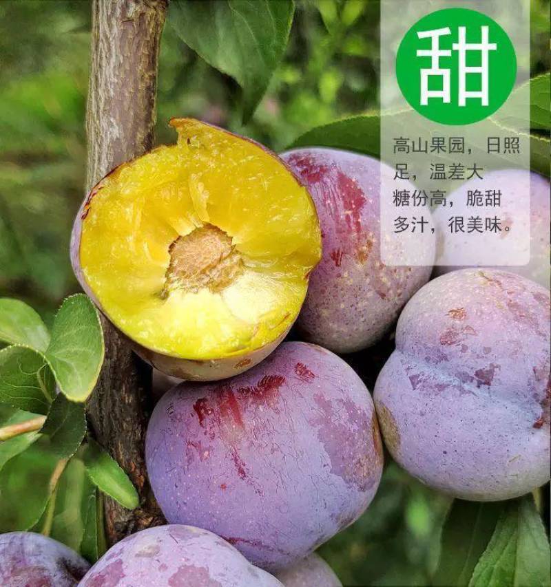 四川青红脆李，果大脱核，脆甜脆甜