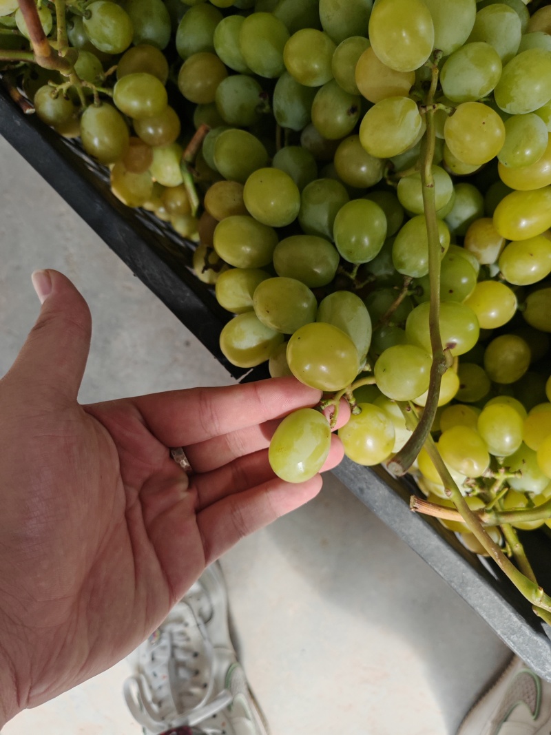 河南阳光玫瑰葡萄