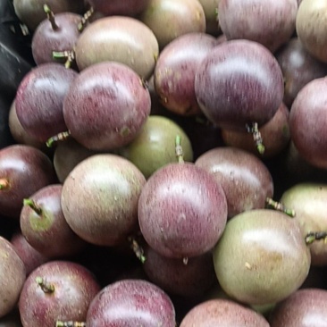 西翻莲
