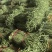 山东省潍坊市青州长豆角，大量上市，质量很好，欢迎大家预定