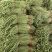 山东省潍坊市青州长豆角，大量上市，质量很好，欢迎大家预定