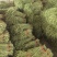 山东省潍坊市青州长豆角，大量上市，质量很好，欢迎大家预定