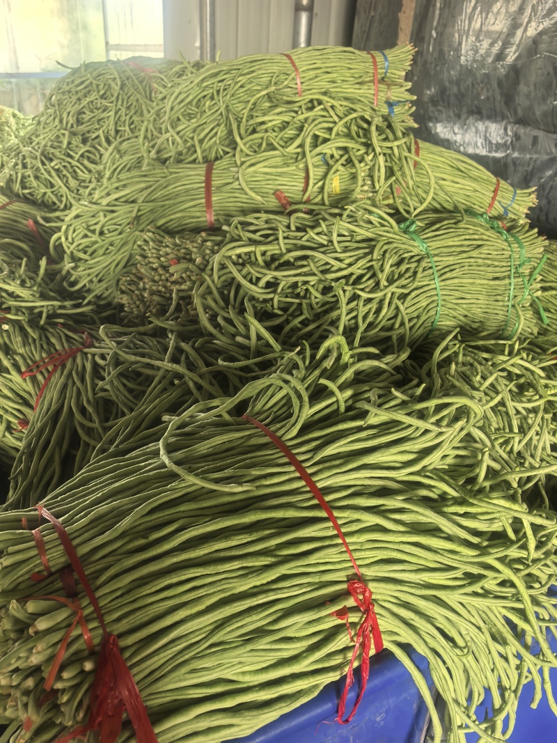 山东省潍坊市青州长豆角，大量上市，质量很好，欢迎大家预定