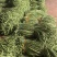 山东省潍坊市青州长豆角，大量上市，质量很好，欢迎大家预定