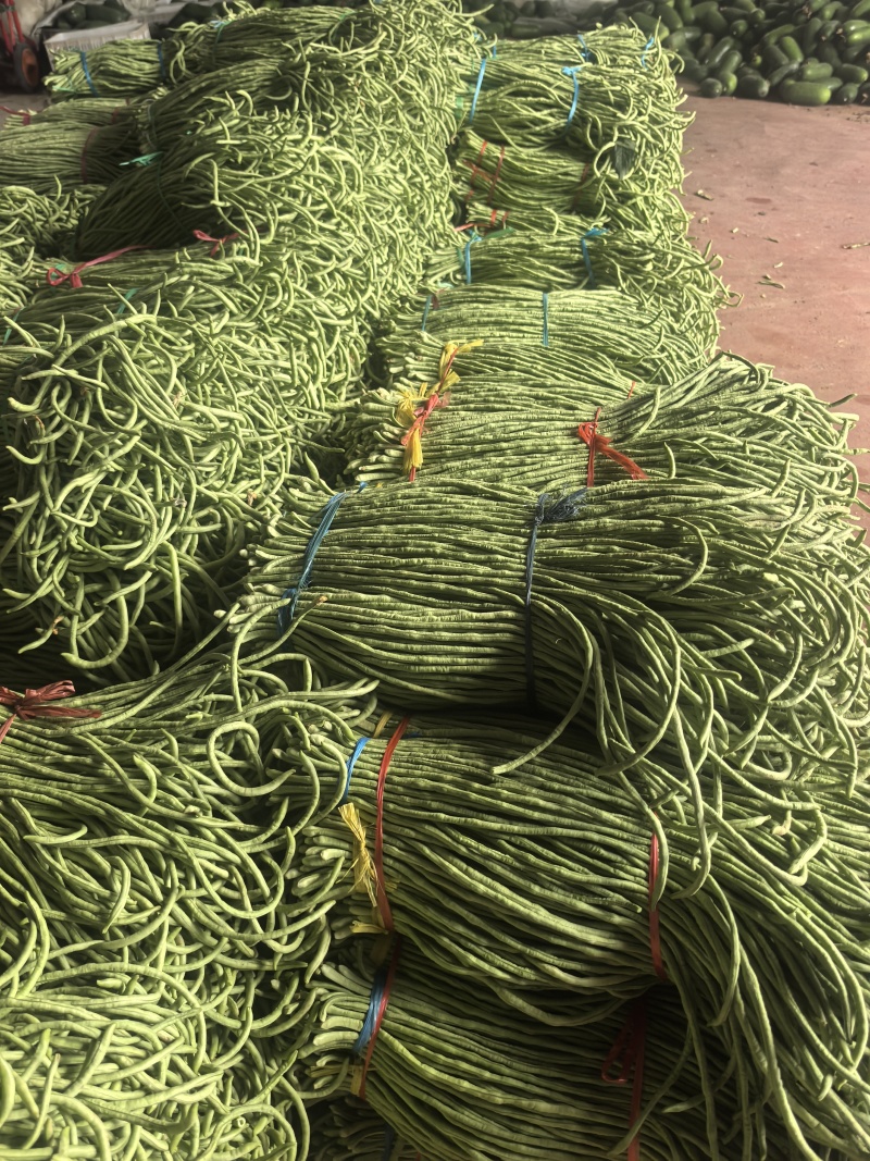 山东省潍坊市青州长豆角，大量上市，质量很好，欢迎大家预定