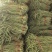 山东省潍坊市青州长豆角，大量上市，质量很好，欢迎大家预定
