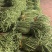 山东省潍坊市青州长豆角，大量上市，质量很好，欢迎大家预定