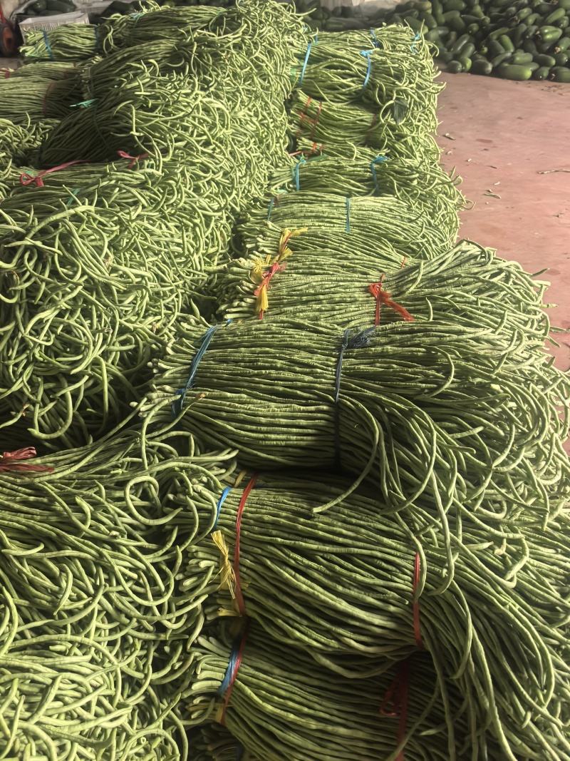 山东省潍坊市青州长豆角，大量上市，质量很好，欢迎大家预定