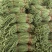 山东省潍坊市青州长豆角，大量上市，质量很好，欢迎大家预定