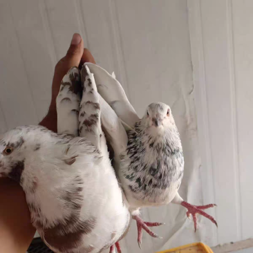 鸽子