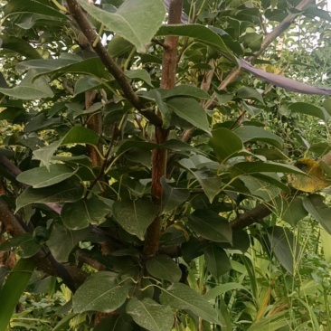 秋月梨梨树，6年生树苗，地径8-10公分的，250株左右