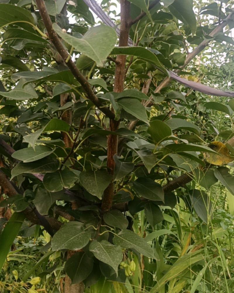 秋月梨梨树，6年生树苗，地径8-10公分的，250株左右