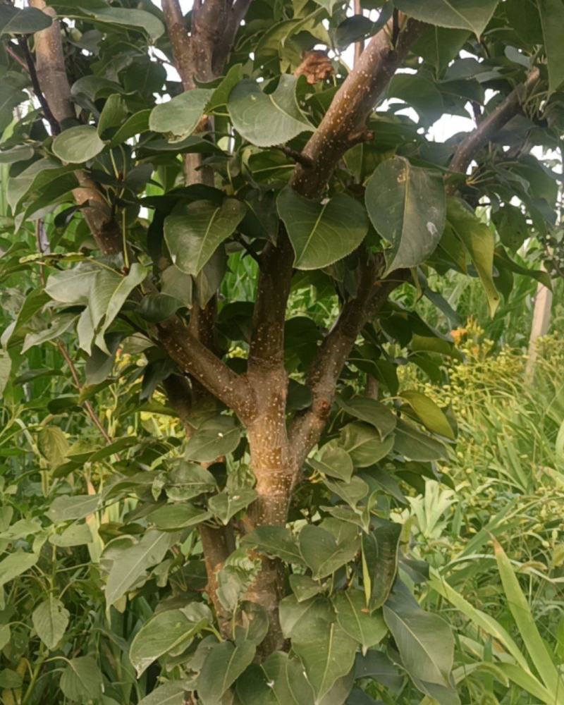 秋月梨梨树，6年生树苗，地径8-10公分的，250株左右