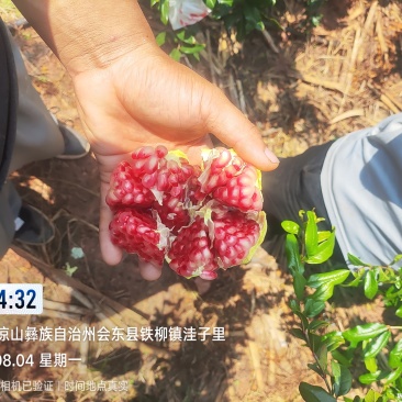 会理突尼斯软籽石榴