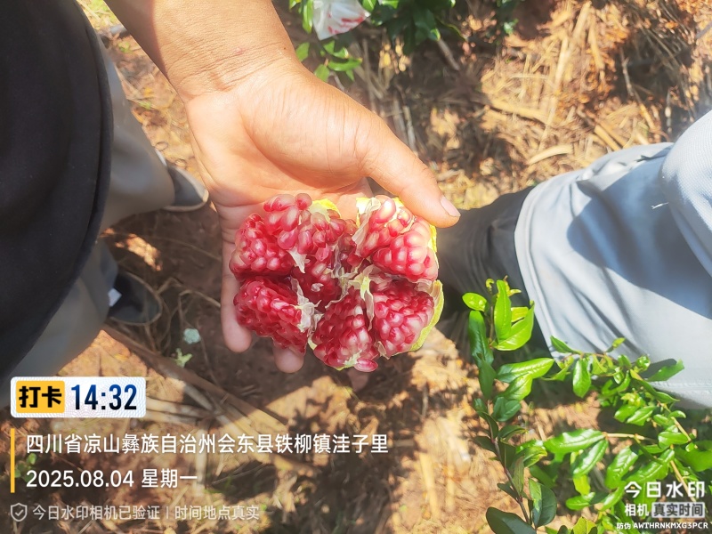 会理突尼斯软籽石榴