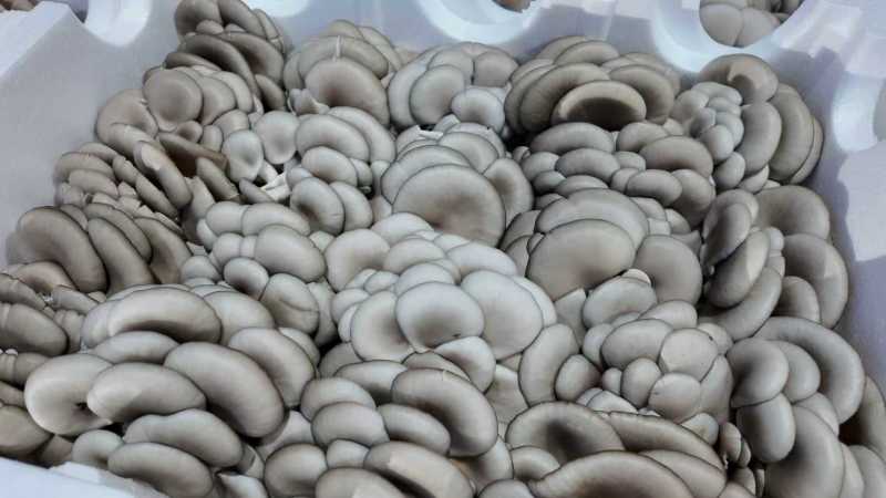 鲜平菇