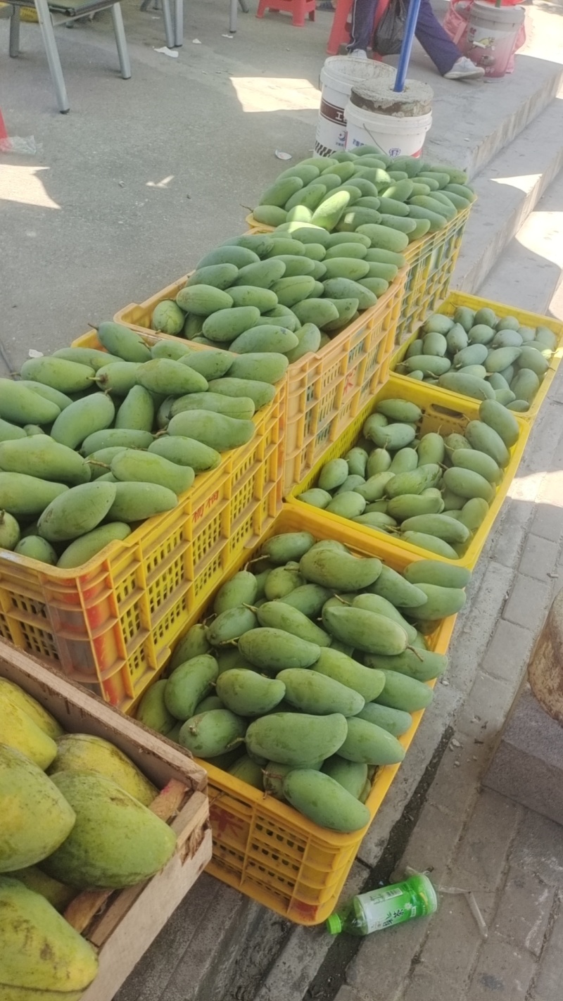 百色芒果，桂七