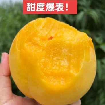 渭南合阳中油8号黄油桃价格可议